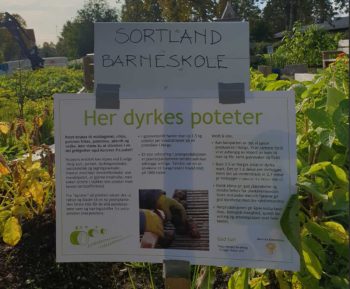 Skilt med påskrift: "Sortland Barnskole, Her dyrkes poteter". Foto.