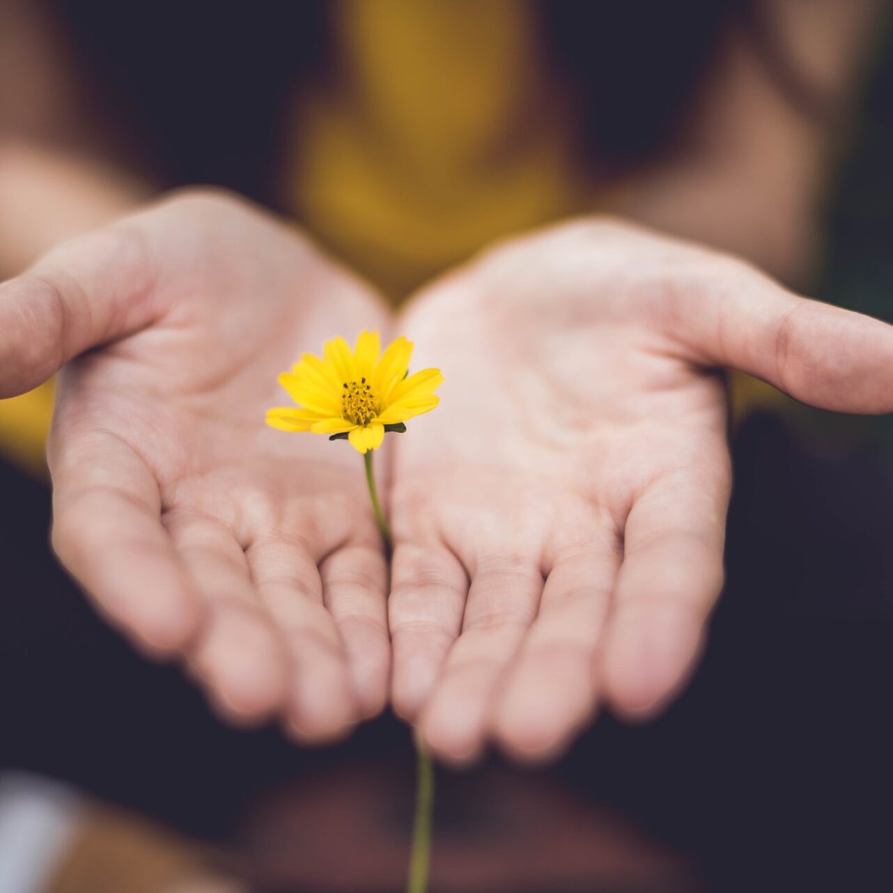 To opne håndflater med en gul blomst. foto.